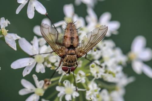 Réf. 332 200 : Dexia rustica